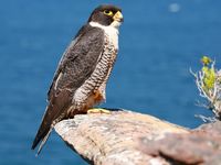 Peregrine Falcon.jpg