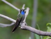 BlueThroated.jpg