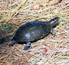 Spotted turtle.jpg