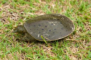 Spiny softshell turtle.jpg