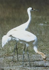 Whooping crane.jpg