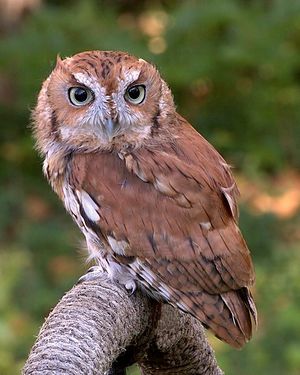 Screech Owl.jpg