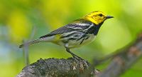 Black-throated green warbler.jpg