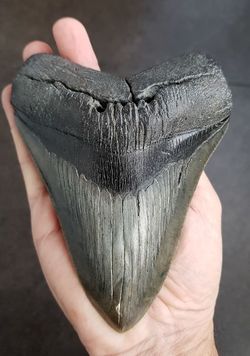 Cmegalodon.jpg