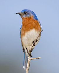 Eastern bluebird.jpg