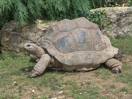 Aldabra giant tortoise.jpg