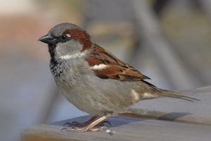 House sparrow.jpg