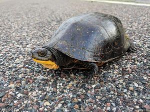 Semi box turtle.jpg