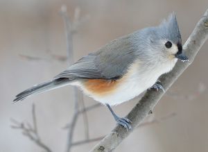 Tufted titmouse.jpeg