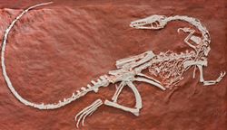 Coelophysis.jpg