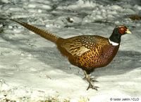 Pheasant.jpg