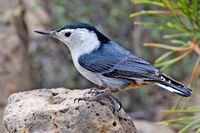 White breasted nuthatch.jpg