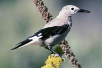 Clark's Nutcracker.jpg