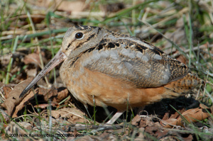 American Woodcock.jpg