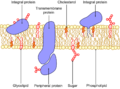 Cell Membrane.png