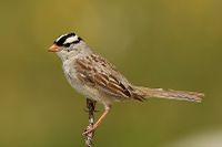 White-crowned sparrow.jpg