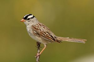 White-crowned sparrow.jpg