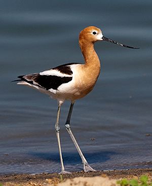 American Avocet.jpeg