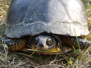 Blandings turtle.jpg