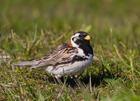 Lapland longspur.jpg