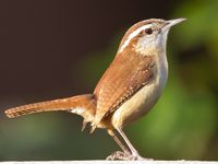 Carolina wren.jpg