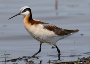 Wilsons Phalarope.jpg