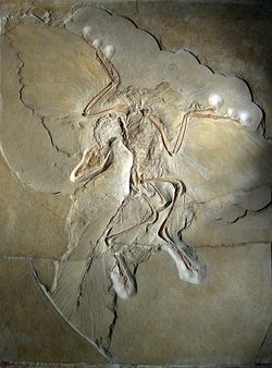 Archaeopteryx.jpg