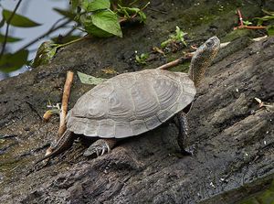 Pacific Pond Turtle.jpg