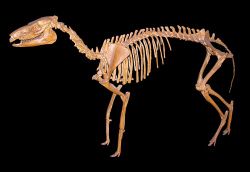 Mesohippus.jpg