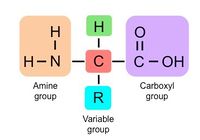 Amino Acid Structure.jpeg