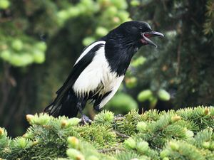 Black-billed Magpie.jpg