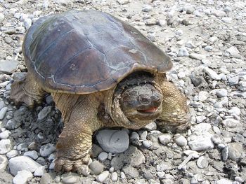 Common Snapping Turtle.jpg