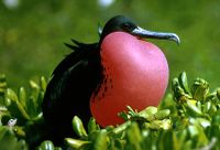 Frigatebird.jpg