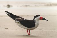 Black Skimmer.jpg