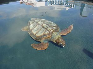 Loggerhead sea turtle.jpg