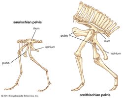 Saurischia.jpg