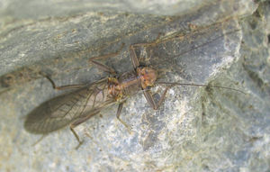 Stonefly adult.jpeg