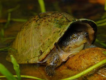 Razorback Musk Turtle.jpg