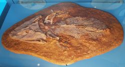 Tiktaalik.jpg