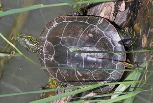 Western Painted Turtle.jpg