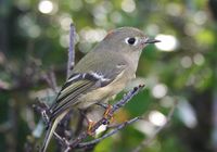 Ruby crowned kinglet.jpg