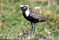 Golden Plover.jpg