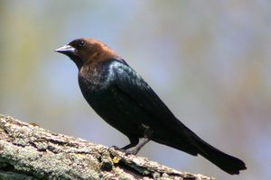 Brown-headed cowbird.jpg