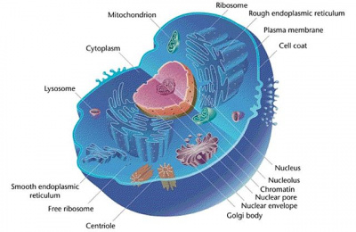 EukaryoticAnimalCellLabeled.jpg