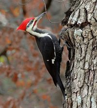 Pileated Woodpecker.jpg