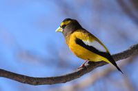 Evening grosbeak.jpg