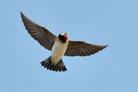 Cliff Swallow.jpg