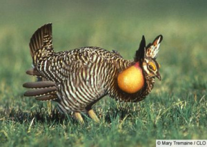 Greater prairie chicken.jpg