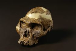 Australopithecus.jpg