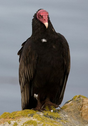 Turkey Vulture.jpg